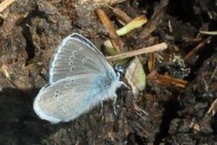 Mazarine Blue (Cyaniris semiargus)