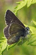 Brun blåvinge (Aricia eumedon)