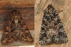 Tawny Shears (Hadena perplexa)