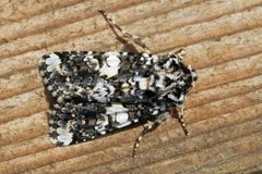 Marbled Coronet (Hadena confusa)