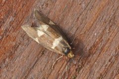 Currant-shoot Borer (Lampronia capitella)