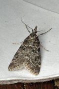 Common Grey (Scoparia ambigualis)