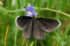 Chimney Sweeper (Odezia atrata)