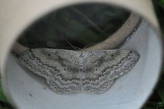 Bergurtemåler (Scopula incanata)