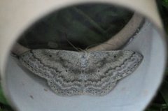 Cream Wave (Scopula incanata)