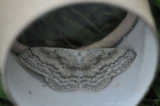 Bergurtemåler (Scopula incanata)