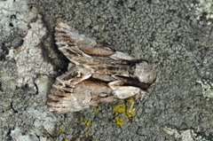 The Saxon (Hyppa rectilinea)