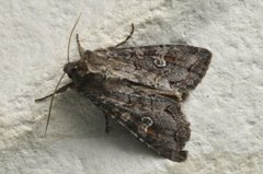 Pale Shining Brown (Polia bombycina)