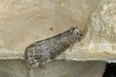 Common Lutestring (Ochropacha duplaris)