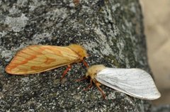 Spøkelsesroteter (Hepialus humuli)