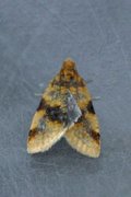 Brown-barred Tortrix (Epagoge grotiana)