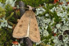 Mottled Rustic (Caradrina morpheus)