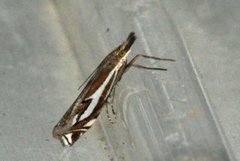 Scarce Grass-veneer (Crambus pratella)