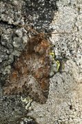 Pale Shining Brown (Polia bombycina)