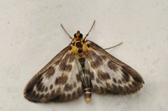 Small Magpie (Anania hortulata)