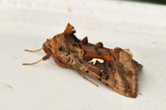 Gyllenbrunt metallfly (Autographa macrogamma)