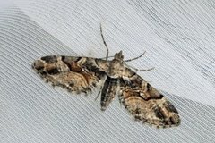 Bånddvergmåler (Eupithecia sinuosaria)