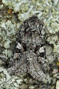 Glaucous Shears (Papestra biren)