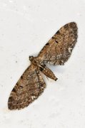 Brun dvergmåler (Eupithecia absinthiata)