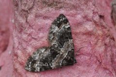 Barred Carpet (Martania taeniata)