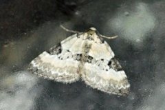 Pretty Pinion (Perizoma blandiata)
