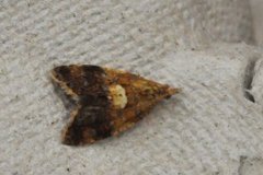 Yellow-spot Tortrix (Pseudargyrotoza conwagana)