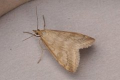 Pale Straw Pearl (Udea lutealis)