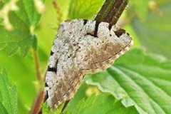 The V-Moth (Macaria wauaria)