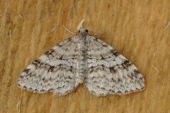 Welsh Wave (Venusia cambrica)