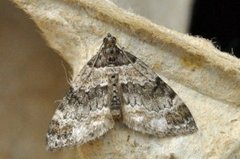 Barred Carpet (Martania taeniata)