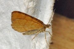 Brun buemåler (Macaria brunneata)