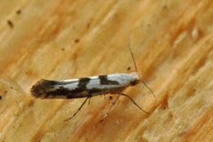 Gold Rowan Argent (Argyresthia sorbiella)