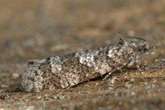 Grey Tortrix (Cnephasia stephensiana)