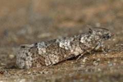 Båndgråvikler (Cnephasia stephensiana)