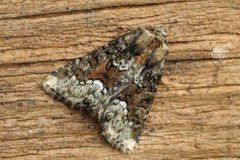 Marbled Minor (Oligia strigilis)