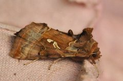 Gyllenbrunt metallfly (Autographa macrogamma)