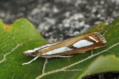 Treflekket nebbmott (Catoptria permutatella)