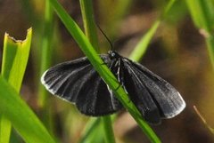 Chimney Sweeper (Odezia atrata)