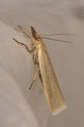 Yellow Satin Veneer (Crambus perlella)