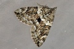 Spruce Carpet (Thera variata)