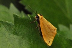 Panterspinner (Setina irrorella)