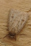 Mottled Rustic (Caradrina morpheus)