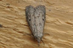 Bee Moth (Aphomia sociella)