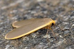 Common Footman (Eilema lurideola)