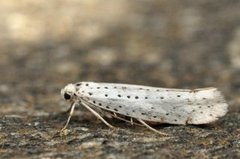 Bird-cherry Ermine (Yponomeuta evonymella)