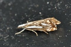 Chequered Grass-veneer (Catoptria falsella)