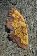 Dark Bordered Beauty (Epione vespertaria)
