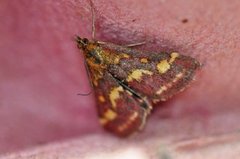 Common Purple & Gold (Pyrausta purpuralis)
