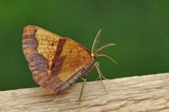 Dark Bordered Beauty (Epione vespertaria)
