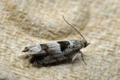 Small Birch Bell (Epinotia ramella)
